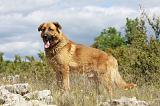KANGAL 062